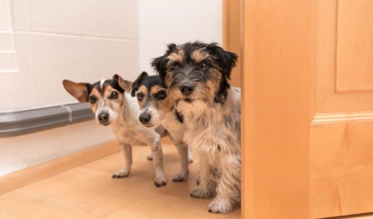 Vertragswidriger Gebrauch bei Haltung mehrerer Hunde in der Mietwohnung Vertragswidriger Gebrauch bei Haltung mehrerer Hunde in der Mietwohnung